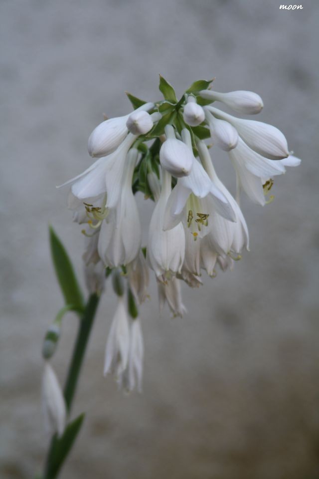hosta